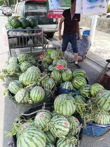 遵义网红吃瓜事件,揭秘网络舆论背后的真相与争议